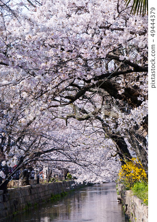 A scenery of cherry blossoms around Tamushigawa River in Yao City, Osaka Prefecture. 49444379