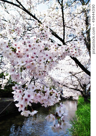 A scenery of cherry blossoms around Tamushigawa River in Yao City, Osaka Prefecture. 49444390