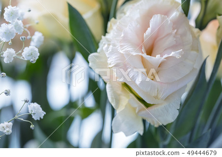 Beautiful and gentle pink Eustoma flower Beautiful and gentle pink Eustoma flower 49444679