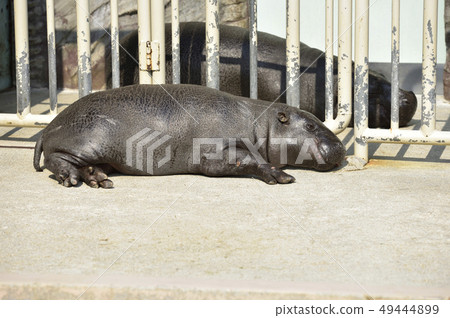 [World three major rare animals] Kobitoka 49444899