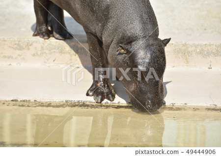 [World three major rare animals] Kobitoka 49444906