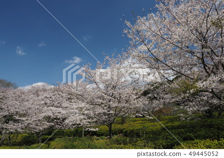 Takeno Kiba Park（長崎縣大村市） 49445052