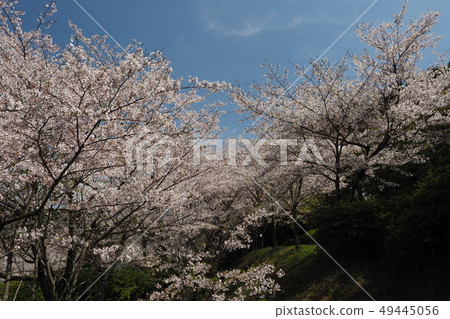 Takeno Kiba Park (Omura City, Nagasaki Prefecture) Takeno Kiba Park (Omura City, Nagasaki Prefecture) 49445056