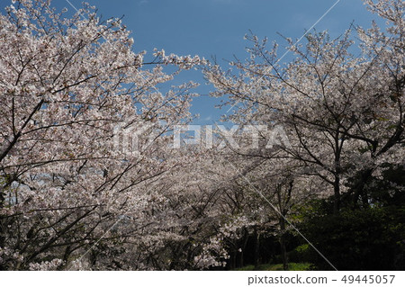 Takeno Kiba Park (Omura City, Nagasaki Prefecture) 49445057