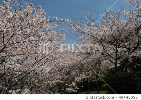 Takeno Kiba Park (Omura City, Nagasaki Prefecture) Takeno Kiba Park (Omura City, Nagasaki Prefecture) 49445058