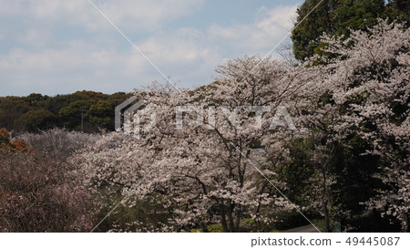 Takeno Kiba Park (Omura City, Nagasaki Prefecture) Takeno Kiba Park (Omura City, Nagasaki Prefecture) 49445087