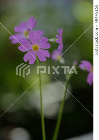 櫻桃草 49445159