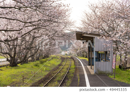 [Saga Prefecture] Cherry blossoms at Uranosaki Station 49445335