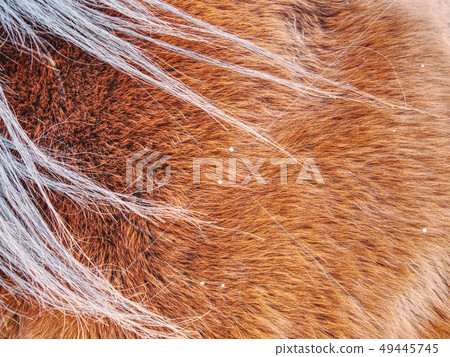 Horse winter fur. Animals prepare bodies 49445745