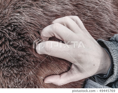 Woman hand touch horse warm winter fur. 49445769