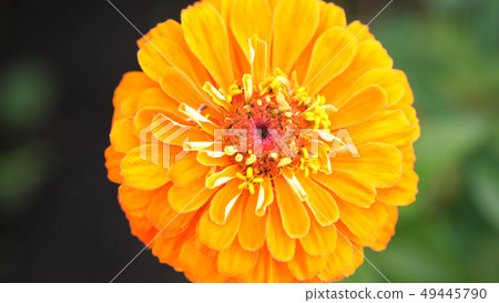 Beautiful blooming orange flower in the garden. Summer time 49445790