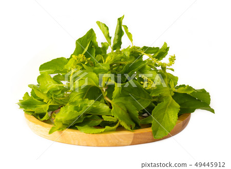 Holy Basil herb. Holy Basil herb. 49445912