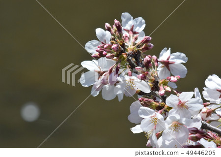 Sakura of Minuma substitute water 49446205