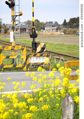 Shindano車站旁邊的鐵路道口和油菜花照片:千葉縣Isumi City,Club Tourism Inc. Shindano車站旁邊的鐵路道口和油菜花照片:千葉縣Isumi City,Club Tourism Inc. 49446600