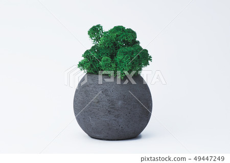 Green moss in a concrete pot on a white background 49447249