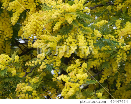 Husakakashia 49447454