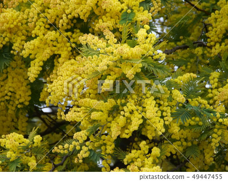 Husakakashia 49447455