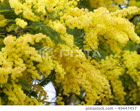 Husakakashia Husakakashia 49447457