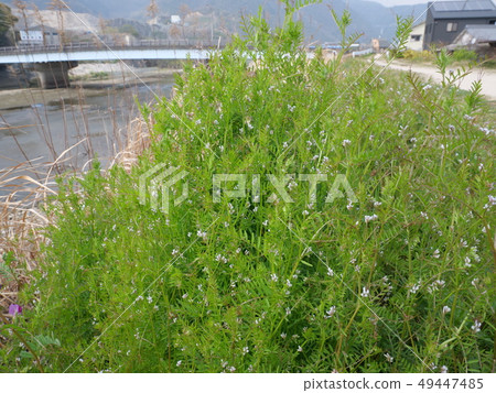 Poa annua 49447485