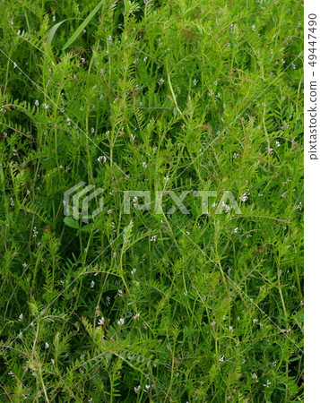 Poa annua 49447490