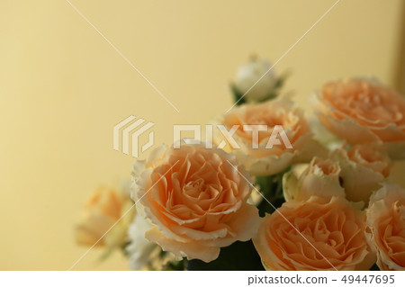 玫瑰 玫瑰 49447695