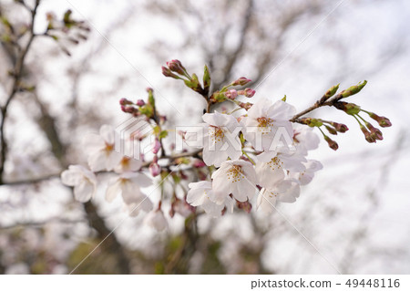 [花]櫻花（一些吉野） 49448116