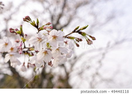 [花]櫻花（一些吉野） 49448118