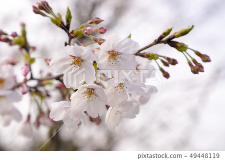 [花]櫻花（一些吉野） 49448119