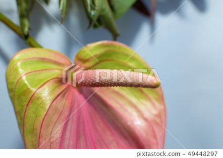 Macro delicate fresh anthurium flower. Wedding Macro delicate fresh anthurium flower. Wedding 49448297