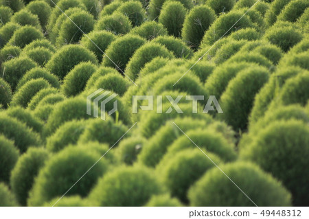 Green Kokia Green Kokia 49448312