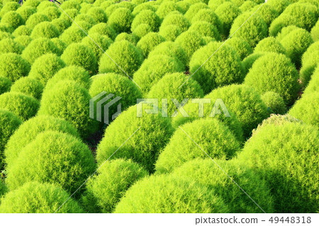 綠色Kokia 綠色Kokia 49448318