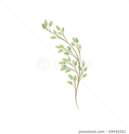 Tree branch on white background. Seasonal plant growth. Tree branch on white background. Seasonal plant growth. 49448381