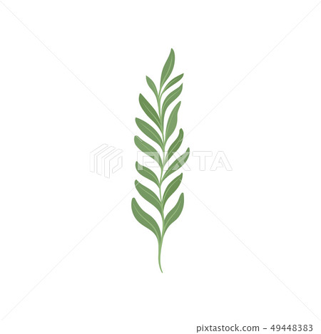 Young branch with green foliage. Trees and shrubs. 49448383