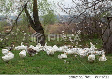 a flock of white geese walk in the spring in the a flock of white geese walk in the spring in the 49448415