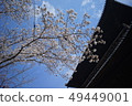 櫻花和天空 49449001
