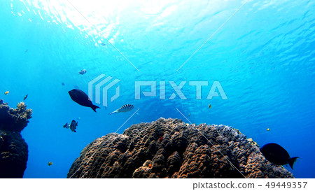 Shiga Prefecture underwater photograph of Tokajiki Okinawa Tokashikijima Shiga Prefecture underwater photograph of Tokajiki Okinawa Tokashikijima 49449357