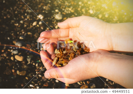 Some pieces of amber found on the Baltic seashore 49449551