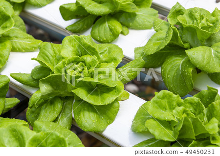 Organic hydroponic cultivation farm 49450231