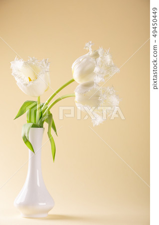 Three beautiful white tulips in an elegant vase 49450449