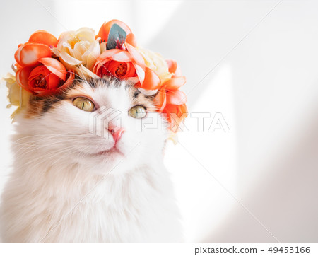 Beautiful Calico Cat with a wreath on his head. Cute kittty in a flowers diadem on her head sits in Beautiful Calico Cat with a wreath on his head. Cute kittty in a flowers diadem on her head sits in 49453166