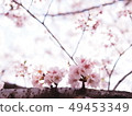 櫻桃樹 49453349