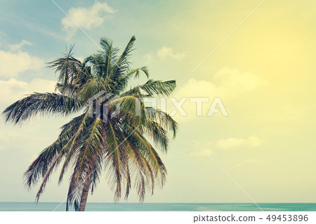 Tropical sea landscape with palm 49453896