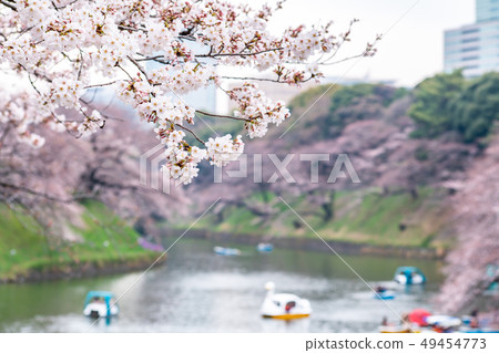 cherry blossom at chidori ga fuchi, tokyo, japan 49454773