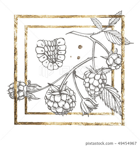 Hand drawn raspberry set isolated on white background. Retro sketch style graphic illustration. Gold Hand drawn raspberry set isolated on white background. Retro sketch style graphic illustration. Gold 49454967
