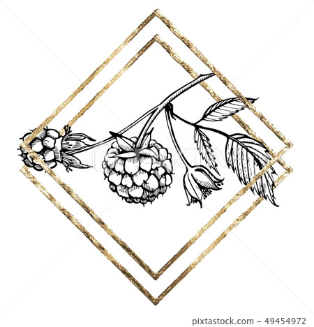 Hand drawn raspberry set isolated on white background. Retro sketch style graphic illustration. Gold Hand drawn raspberry set isolated on white background. Retro sketch style graphic illustration. Gold 49454972