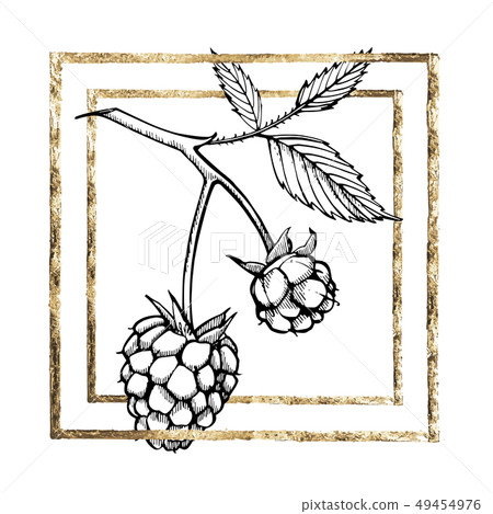 Hand drawn raspberry set isolated on white background. Retro sketch style graphic illustration. Gold Hand drawn raspberry set isolated on white background. Retro sketch style graphic illustration. Gold 49454976