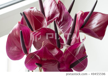 Dark violet anthurium against white background. Tropical plant in a minimalist style. Flower shop 49455596