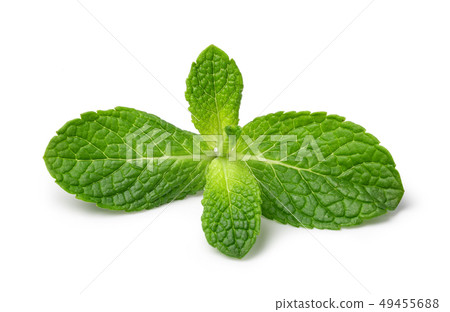Fresh mint 49455688