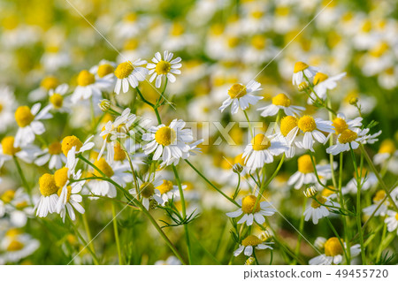 Camomille flowers grow at meadow 49455720