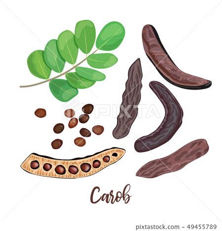 Ripe Carob pods, leaves, seeds and carob powder on 49455789